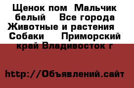 Щенок пом. Мальчик белый  - Все города Животные и растения » Собаки   . Приморский край,Владивосток г.